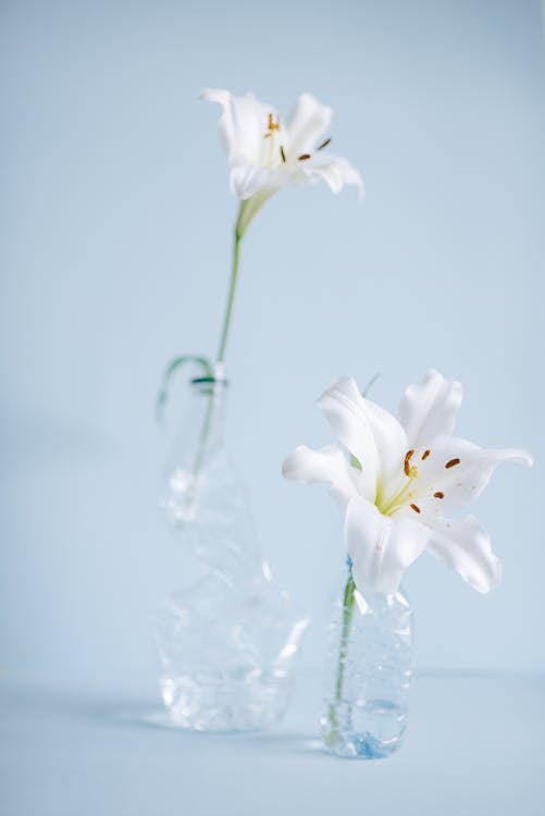 White Flowers on Plastic Bottles