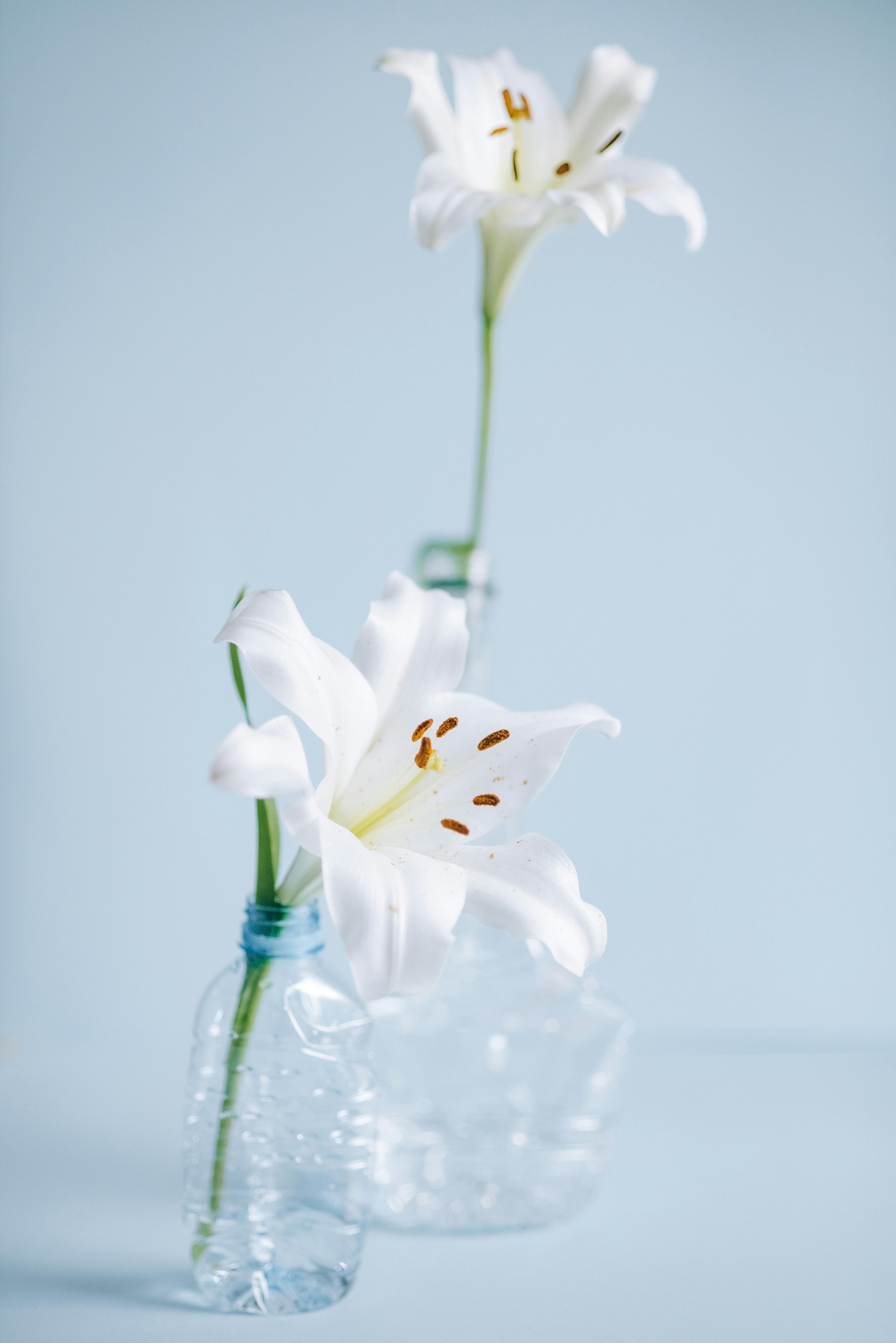 Elegant white lilies showcasing eco-friendly art with plastic bottle vases.