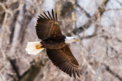 Bald Eagle with its Wings Widely Spread 
