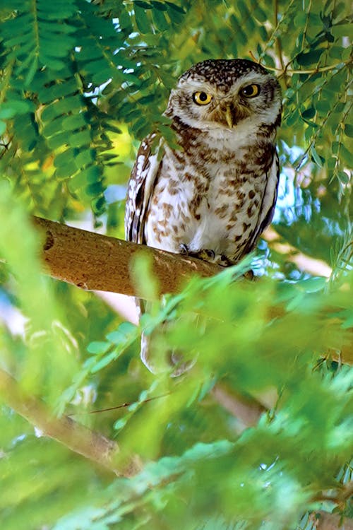 Free Photograph of a Spotted Owlet Perched on a Brown Branch Stock Photo