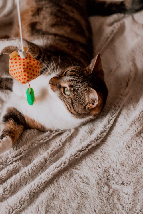 A Cat Lying Down Playing with a Hanging Toy