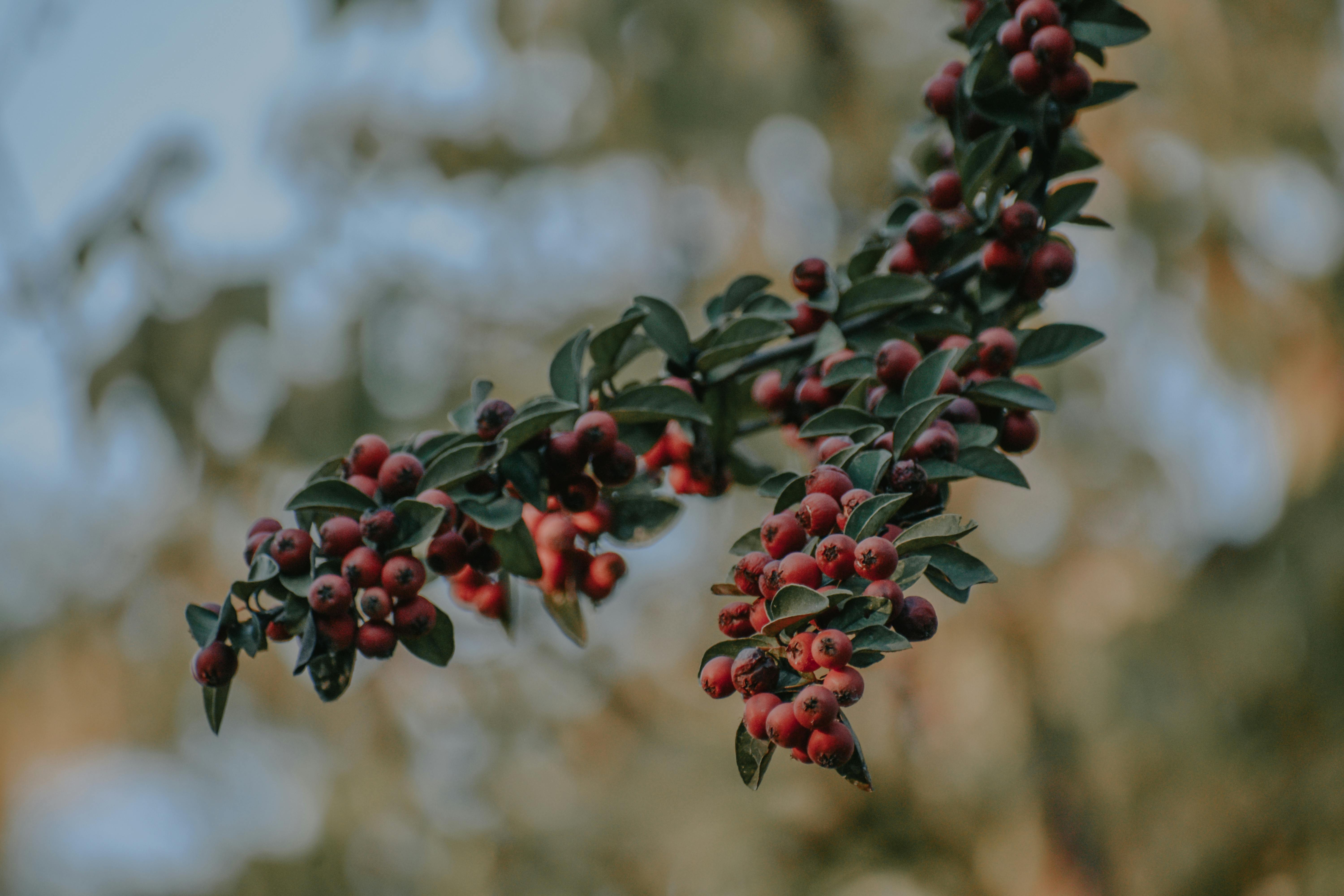 Dark red berries growing on thin twigs with green leaves in autumn garden on sunny day