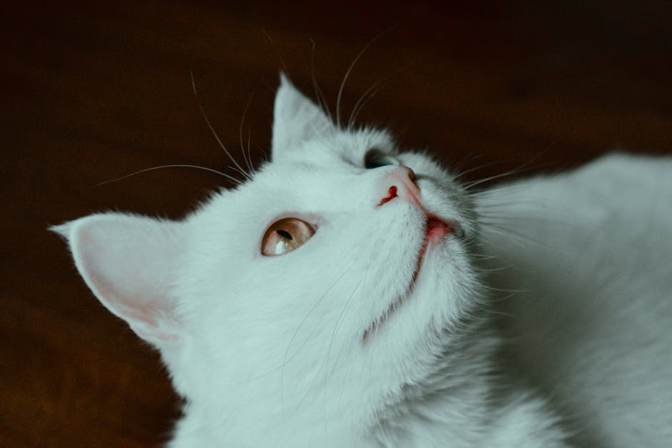 From above of adorable cat with white fur and yellow eyes looking up while lying on dark background