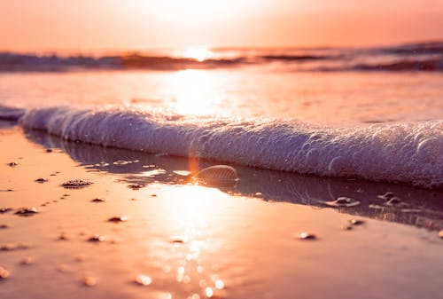 Macro Shot of a Seashell Near Sea Foam