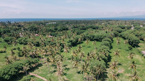 Aerial Footage of Coconut Trees