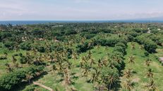 Aerial Footage of Coconut Trees