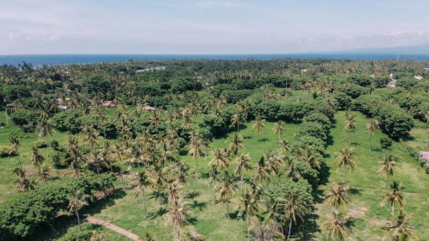 Expansive aerial view of a lush tropical coconut plantation by the sea under clear skies.