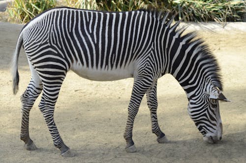 Free stock photo of animals, nature, stripesmammals