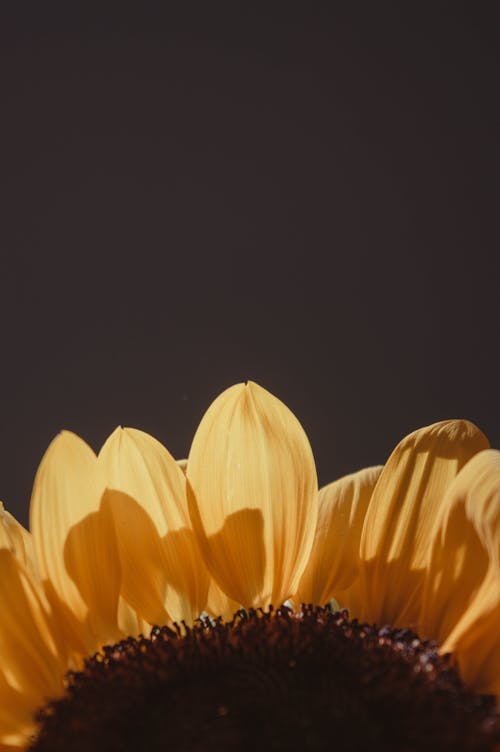 Close-up Photo of Sunflower Petals 