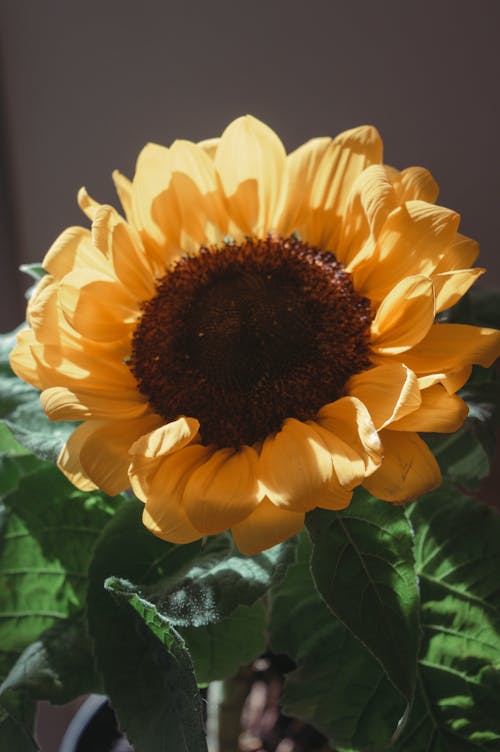 Free A Sun Flower with Leaves Stock Photo
