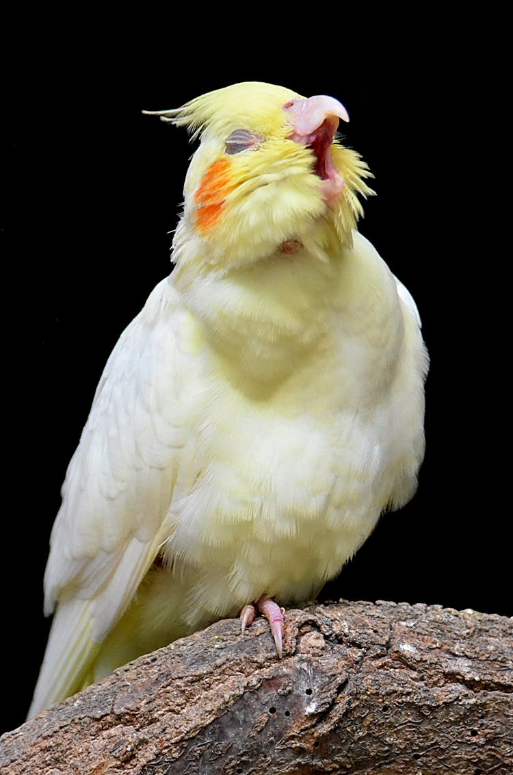 A Yellow And White Cockatiel Bird Singing