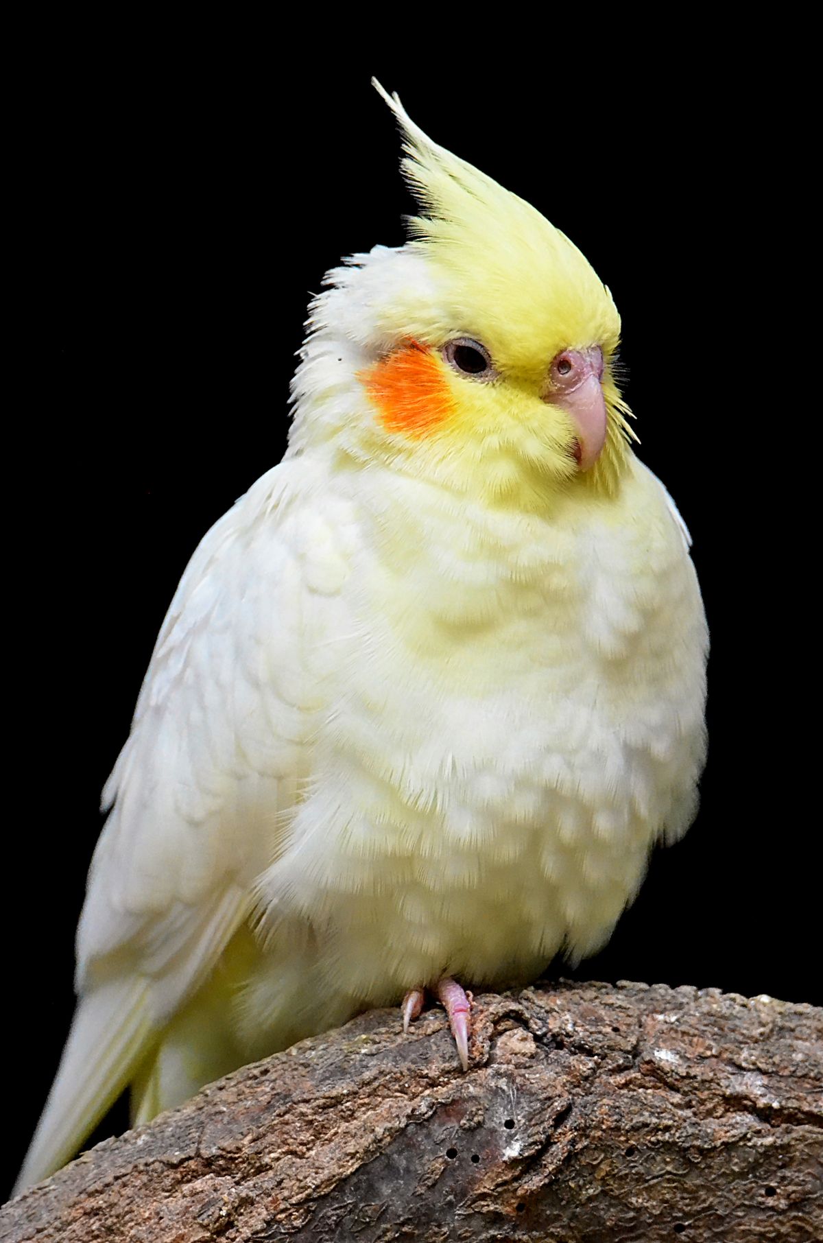 Yellow pet cockatiel perched on a natural branch