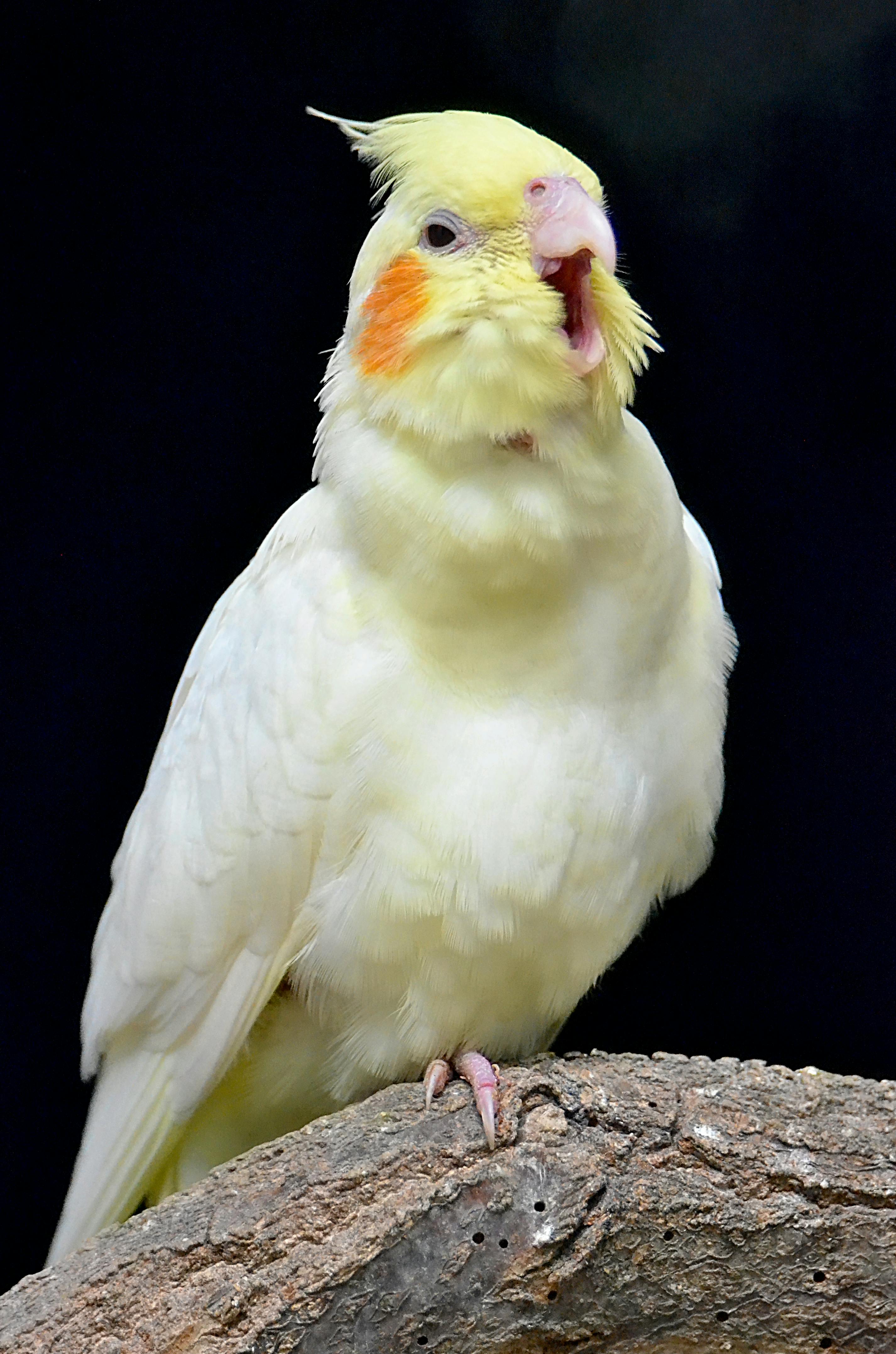 Phone wallpaper quality of Mika Enjoy  rcockatiel