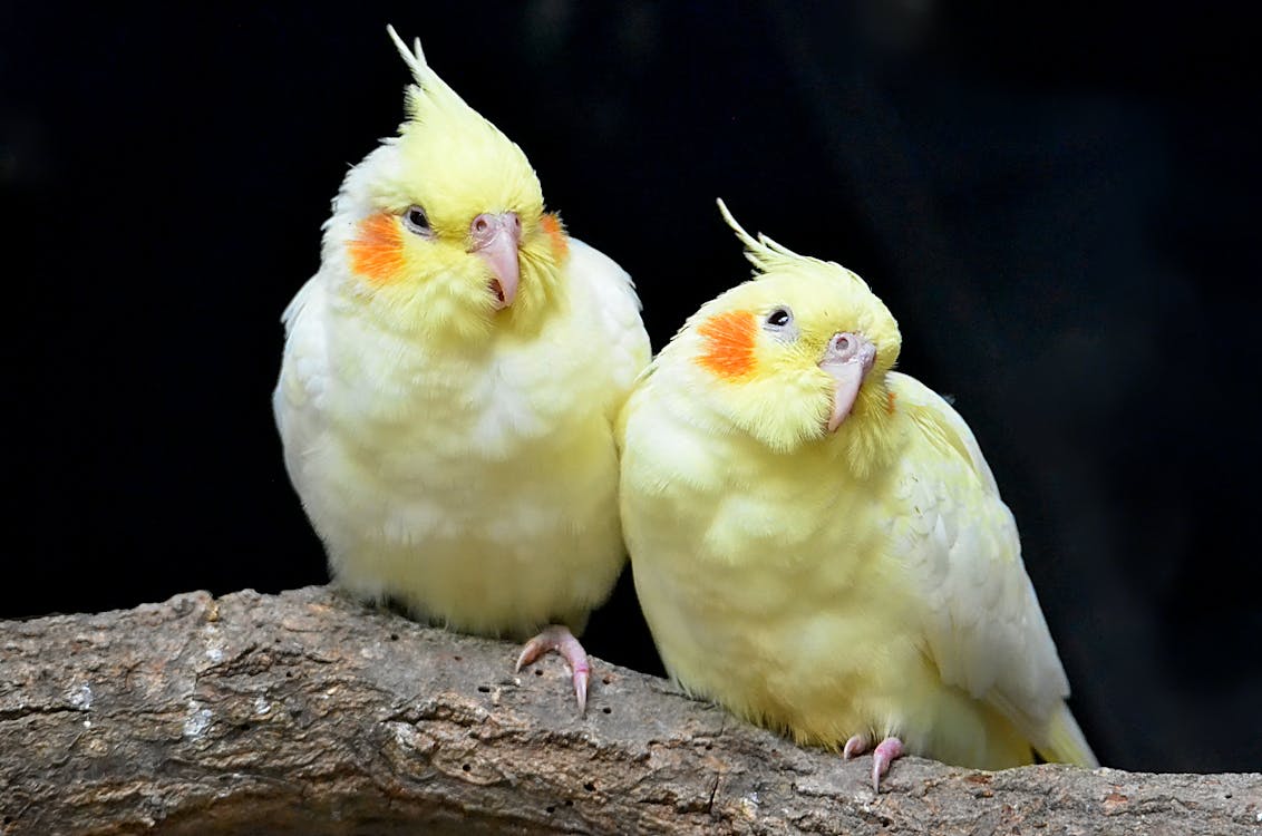 Free Two Beautiful Yellow Birds Sitting on the Tree Branch Stock Photo