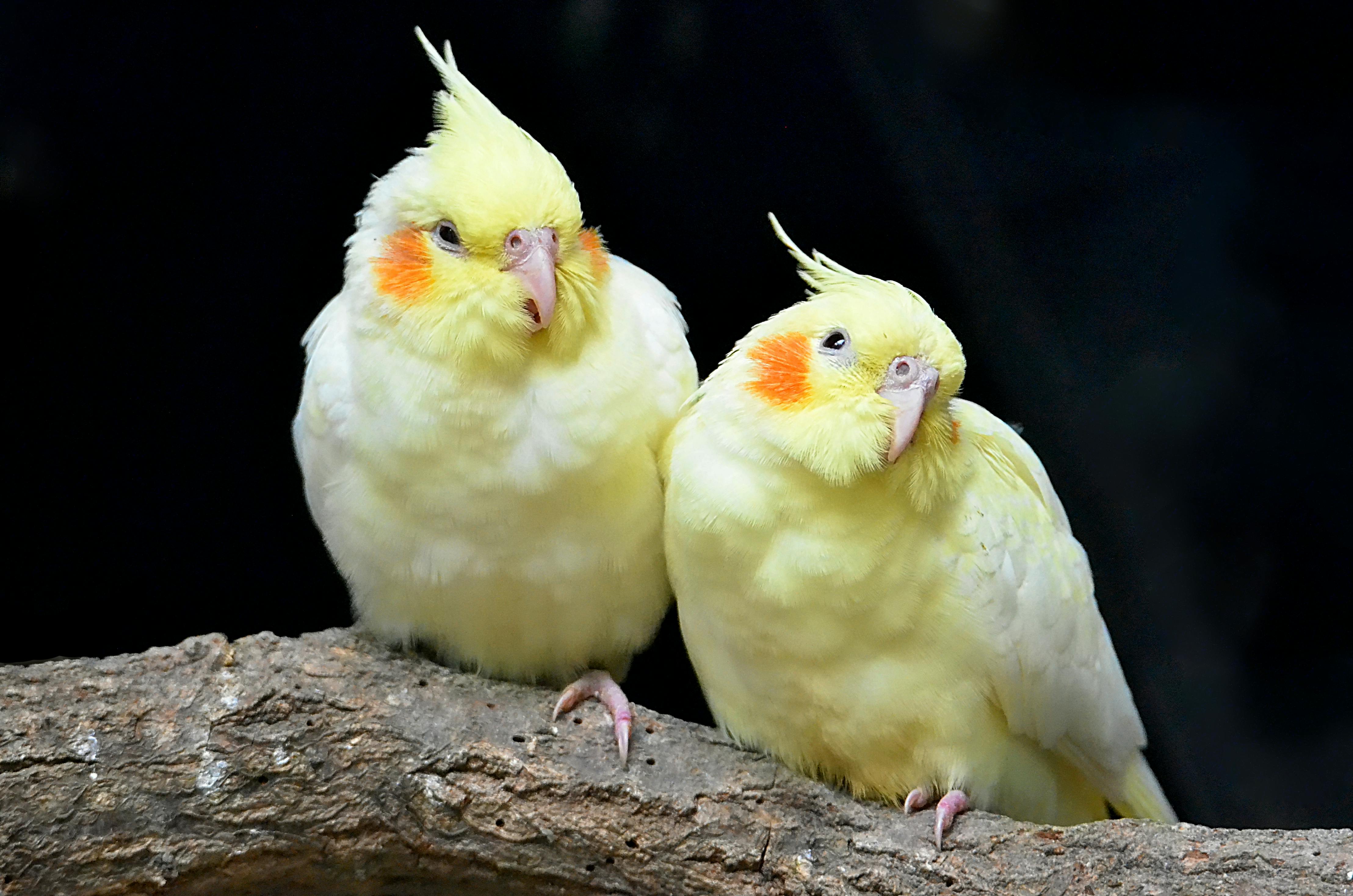 yellow cockatiel bird