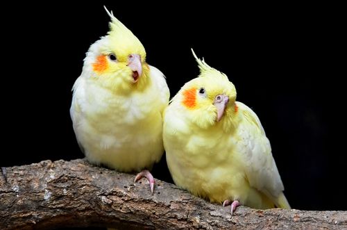 Free A detailed photo of two cockatiels with vibrant plumage perched on a branch. Stock Photo
