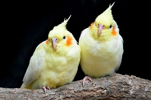 Free Close-up of two yellow cockatiels perched on a branch against a black background. Stock Photo