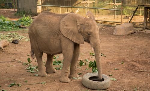 Free A young African elephant calf exploring its habitat at Entebbe Zoo, Uganda. Stock Photo