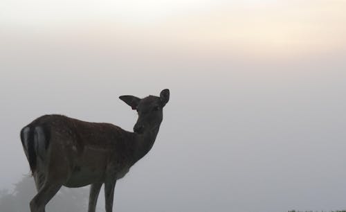 Free stock photo of deer, deer mist, deer morning mist Stock Photo