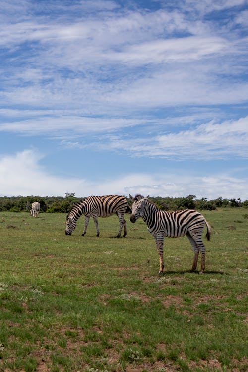 Dazzle of Zebras Feeding on Grass in a Pasture Land