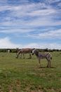 Dazzle of Zebras Feeding on Grass in a Pasture Land