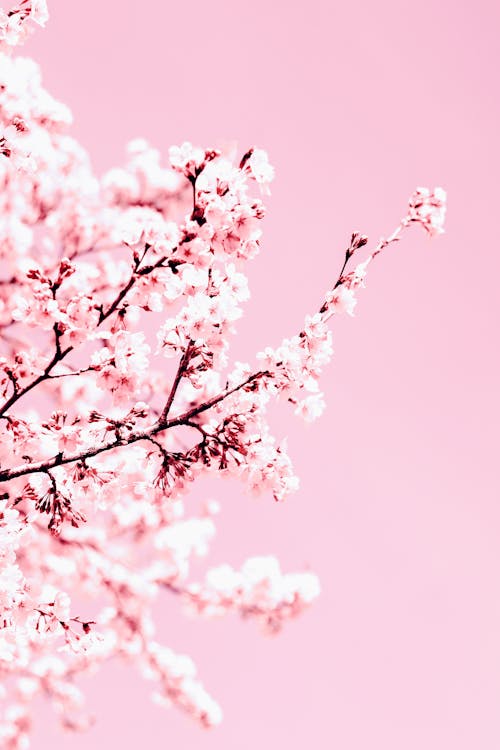 Sakura with blooming pink flowers on pink background · Free Stock
