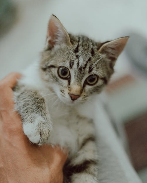 A Person Holding a Tabby Kitten