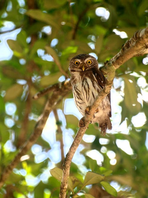 Brown Owl Perched on Tree Branch