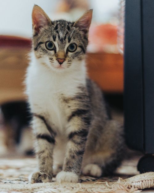Free A cute tabby cat sitting indoors, showcasing its whiskers and stripes in a cozy setting. Stock Photo