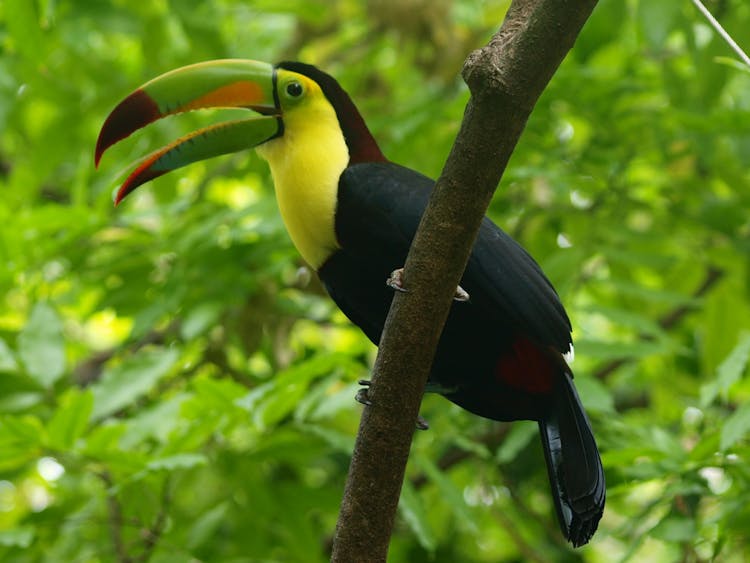 A Toucan Perched On A Tree Branch