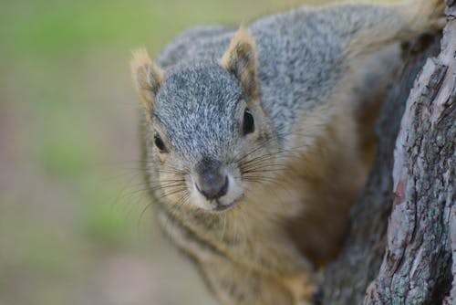 Free stock photo of animals, grey squirrel, mammals