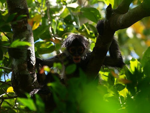 Free stock photo of monkey, singe, singe araignée Stock Photo