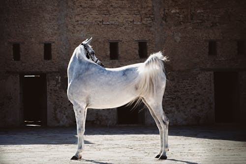 White Horse on Brown Sand
