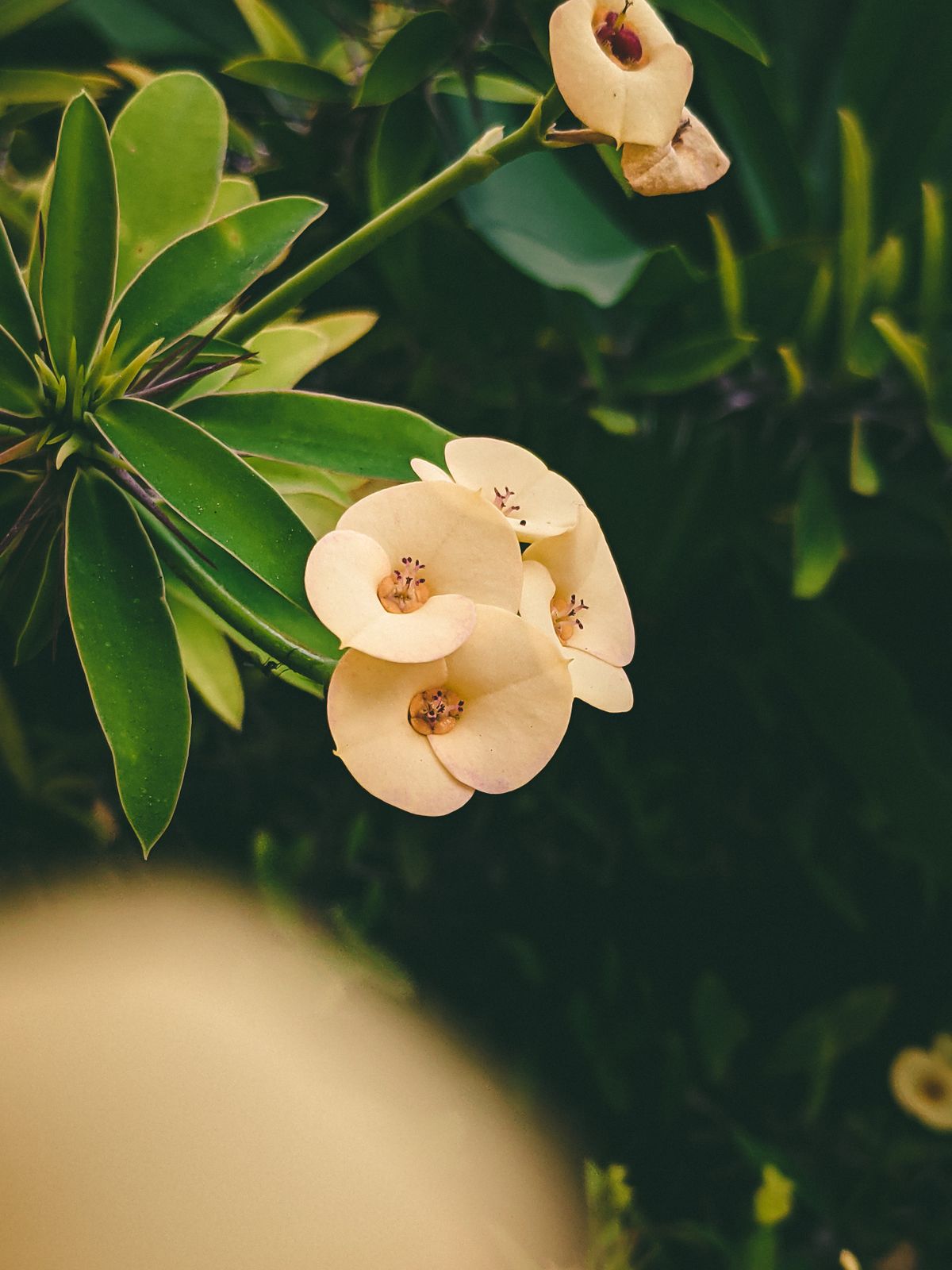 Comfort and wellness during pregnancy