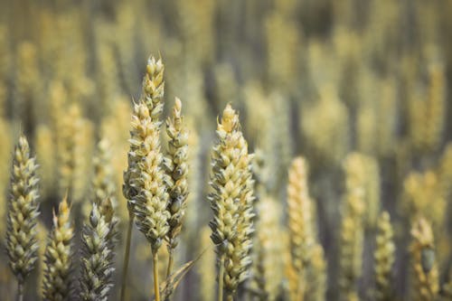 Free Close-up Photo of Wheat Plants  Stock Photo