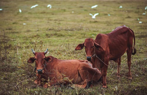 Two Brown Cow on Grass Field