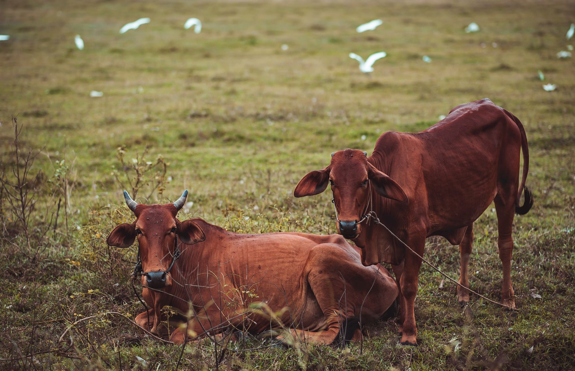 Two brown cows in a grassy field with white birds in the background. A serene rural scene depicting livestock.