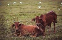 草地上有两只棕色牛，背景是白色的鸟，描绘出一幅牲畜安详的乡村场景