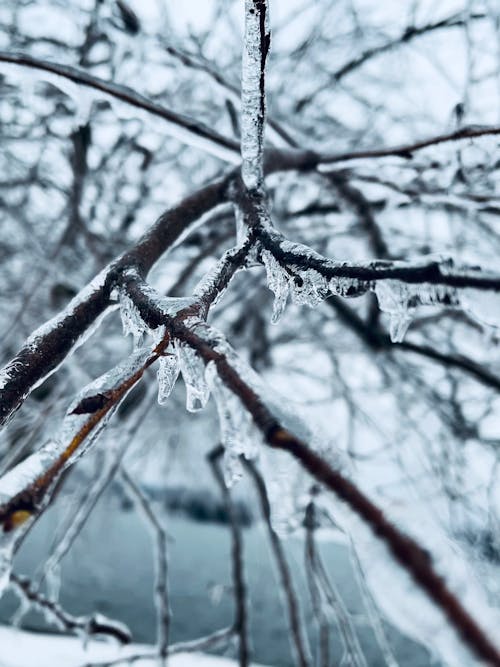 ağaç, buz, buzu saçakları içeren Ücretsiz stok fotoğraf