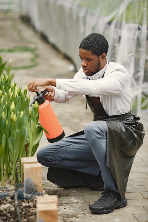 Foto stok gratis laki-laki, lelaki berkulit hitam, menyiram tanaman