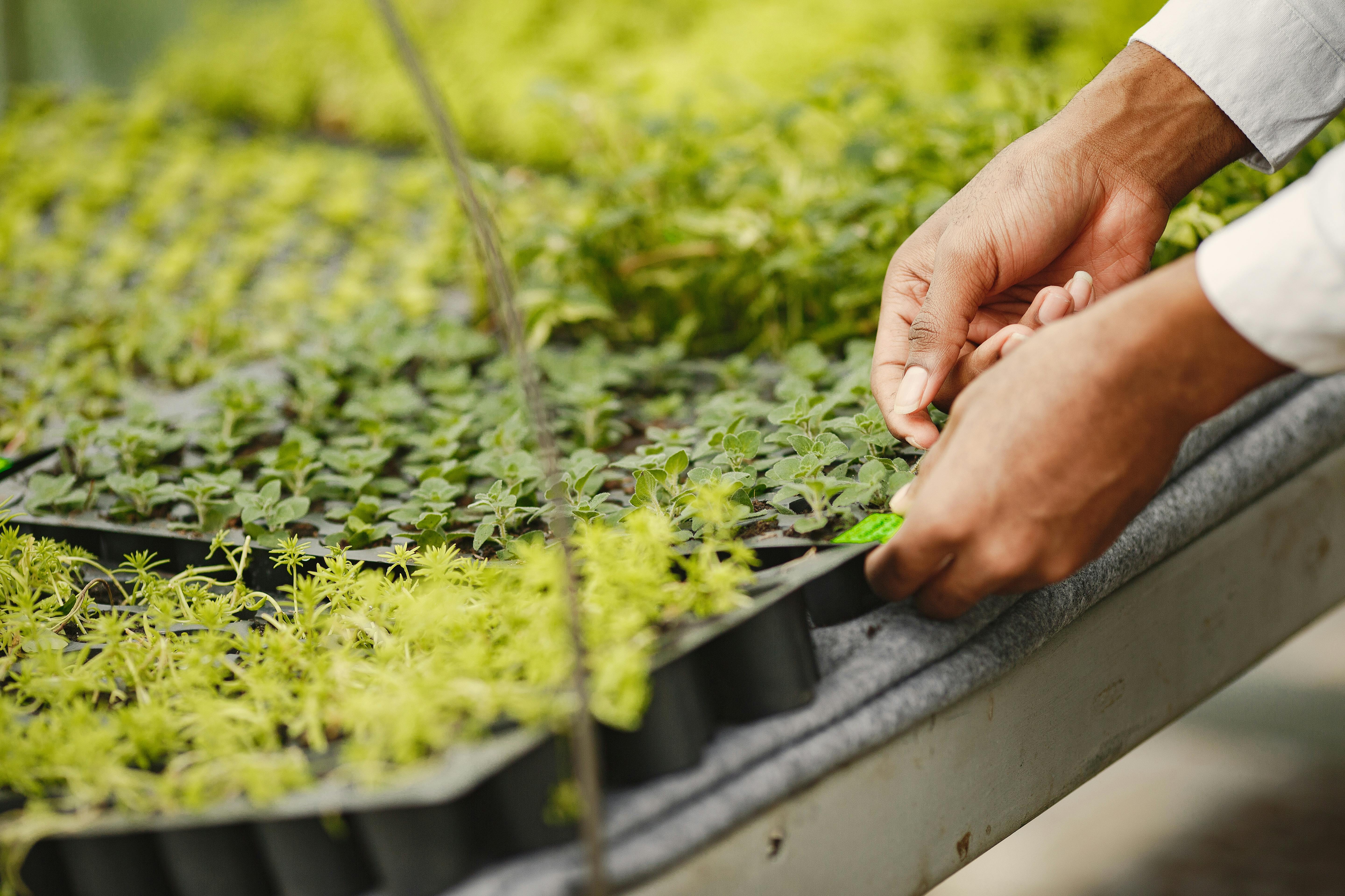 gardener gently wiggling seedlings