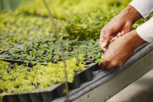 Free Hands carefully adjusting seedling trays in a greenhouse environment, focusing on plant growth and care. Stock Photo