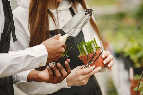 Free Gardeners in greenhouse holding seedlings and gardening tools. Close-up view. Stock Photo
