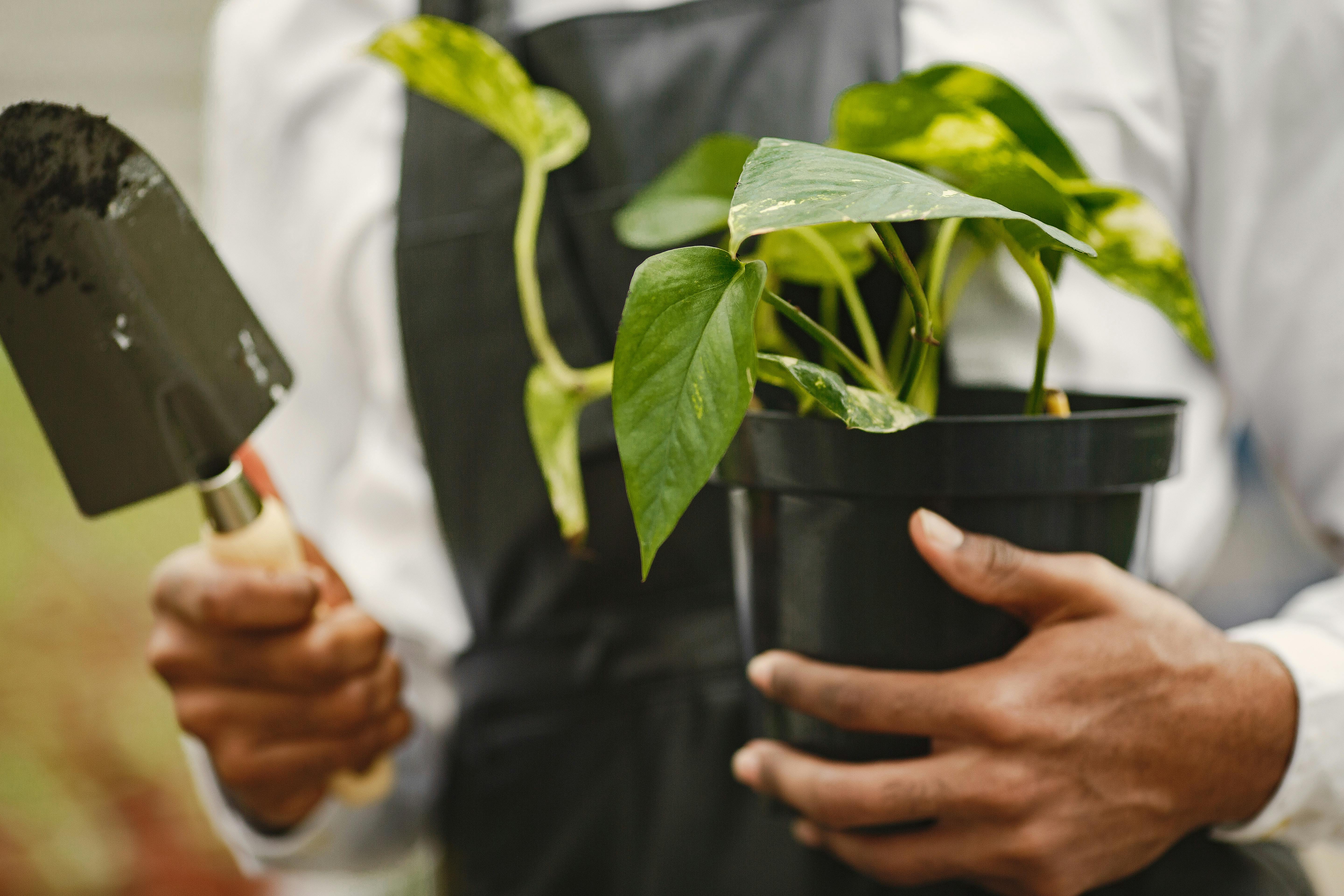 無料 クローズアップショット, シャベル, ポットの無料の写真素材 写真素材