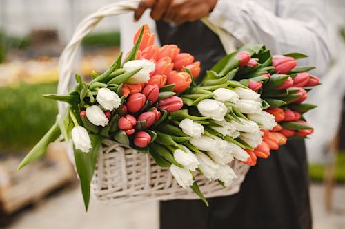 Close-Up Shot of Colorful Tulips in White Basket