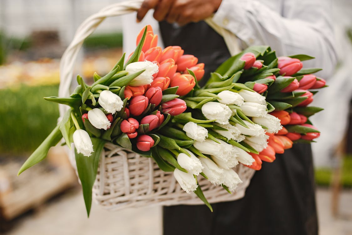 Free Close-Up Shot of Colorful Tulips in White Basket Stock Photo