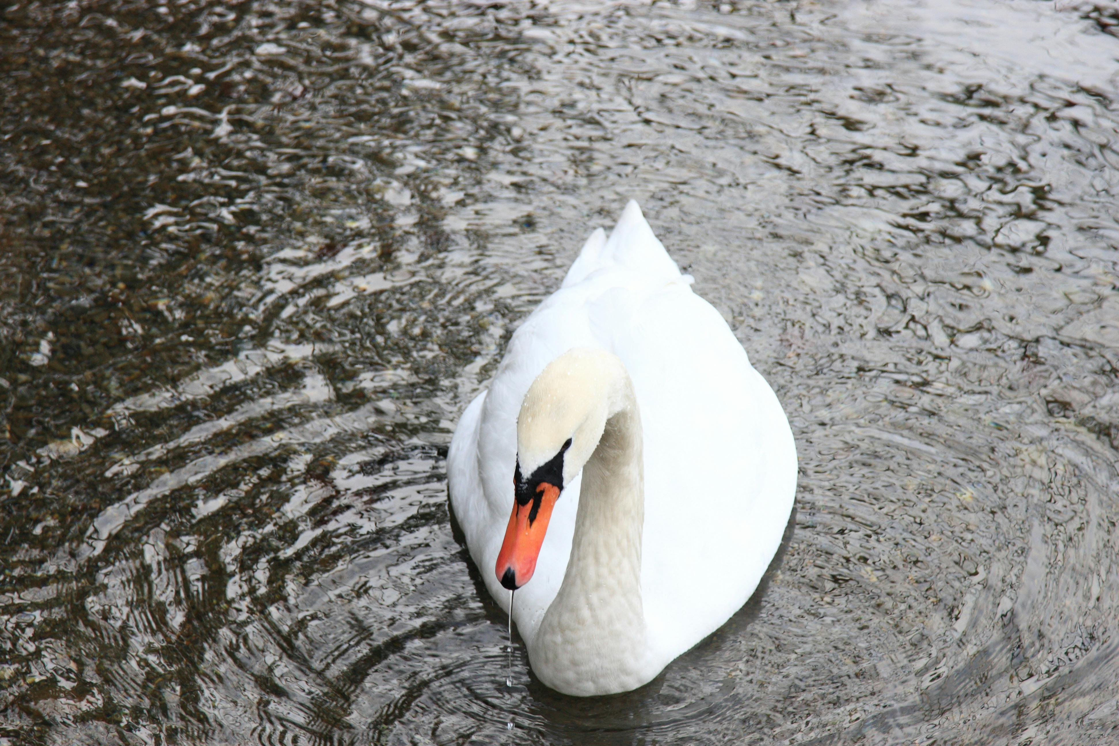 Free stock photo of animal, feathers, pretty
