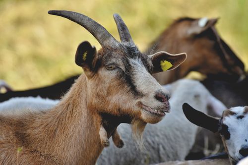 Free A detailed close-up shot of a goat in its natural outdoor habitat. Stock Photo