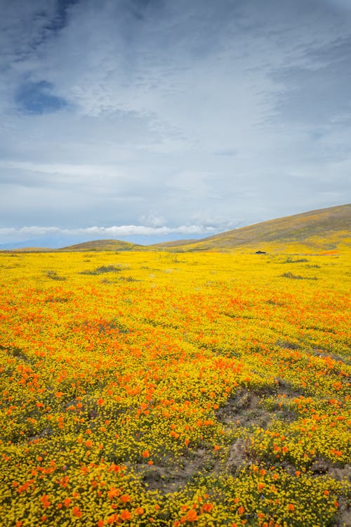 superbloom, 垂直拍摄, 增長 的 免费素材图片