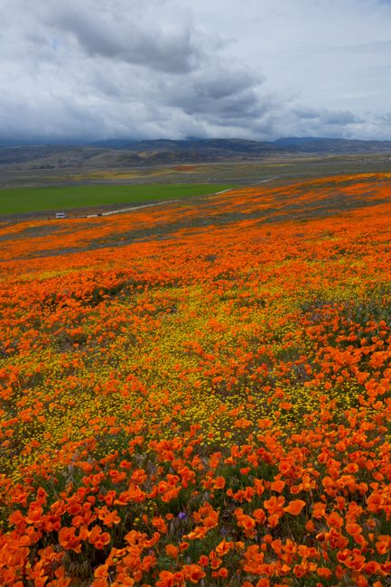 Vibrant orange poppies in full bloom at Antelope Valley California Poppy Reserve.